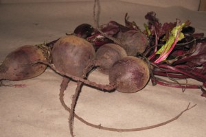 Beets photograph